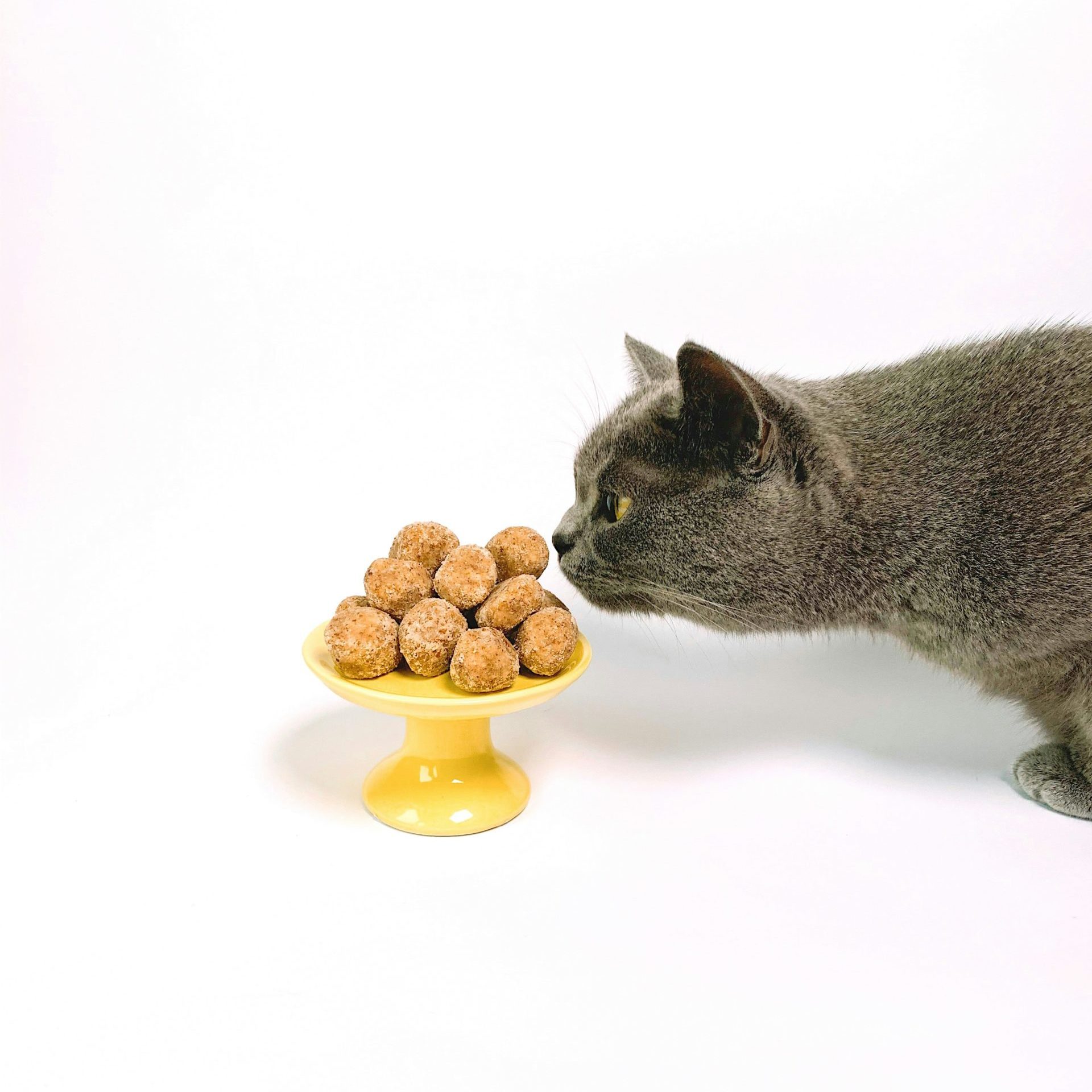 Mobile Katzenbetreuung, mobiler Katzenservice, Tierbetreuung Nürnberg, Eckental, Igensdorf, Gräfenberg, Heroldsberg Mobile Katzenbetreuung, mobiler Katzenservice, Tierbetreuung Nürnberg, Eckental, Igensdorf, Gräfenberg, Heroldsberg
