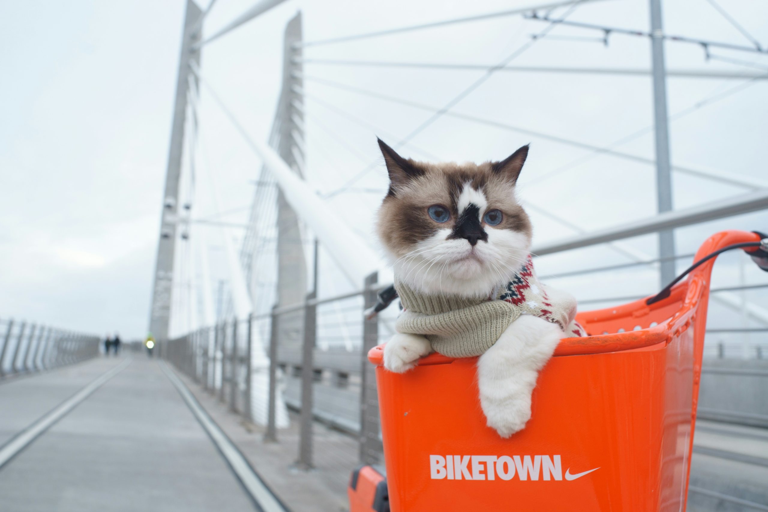 Mobile Katzenbetreuung, mobiler Katzenservice, Tierbetreuung Nürnberg, Eckental, Igensdorf, Gräfenberg, Heroldsberg