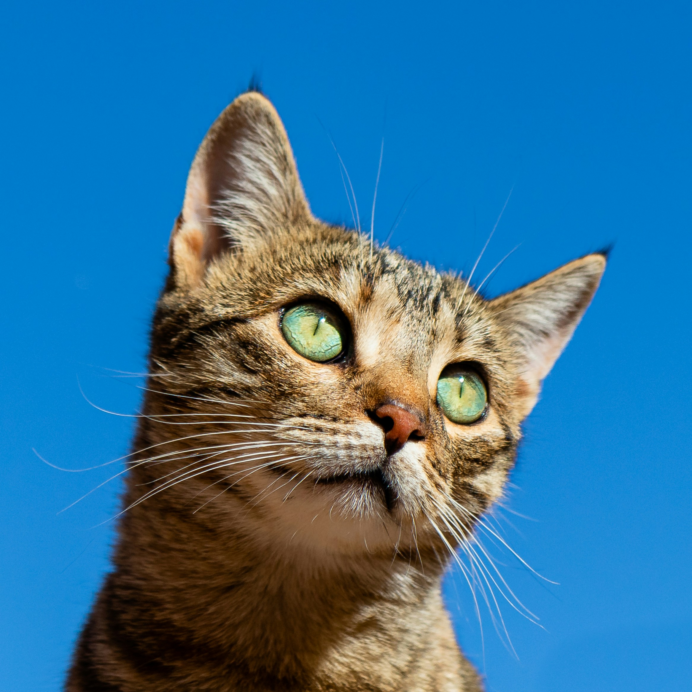 Mobile Katzenbetreuung, mobiler Katzenservice, Tierbetreuung Nürnberg, Eckental, Igensdorf, Gräfenberg, Heroldsberg