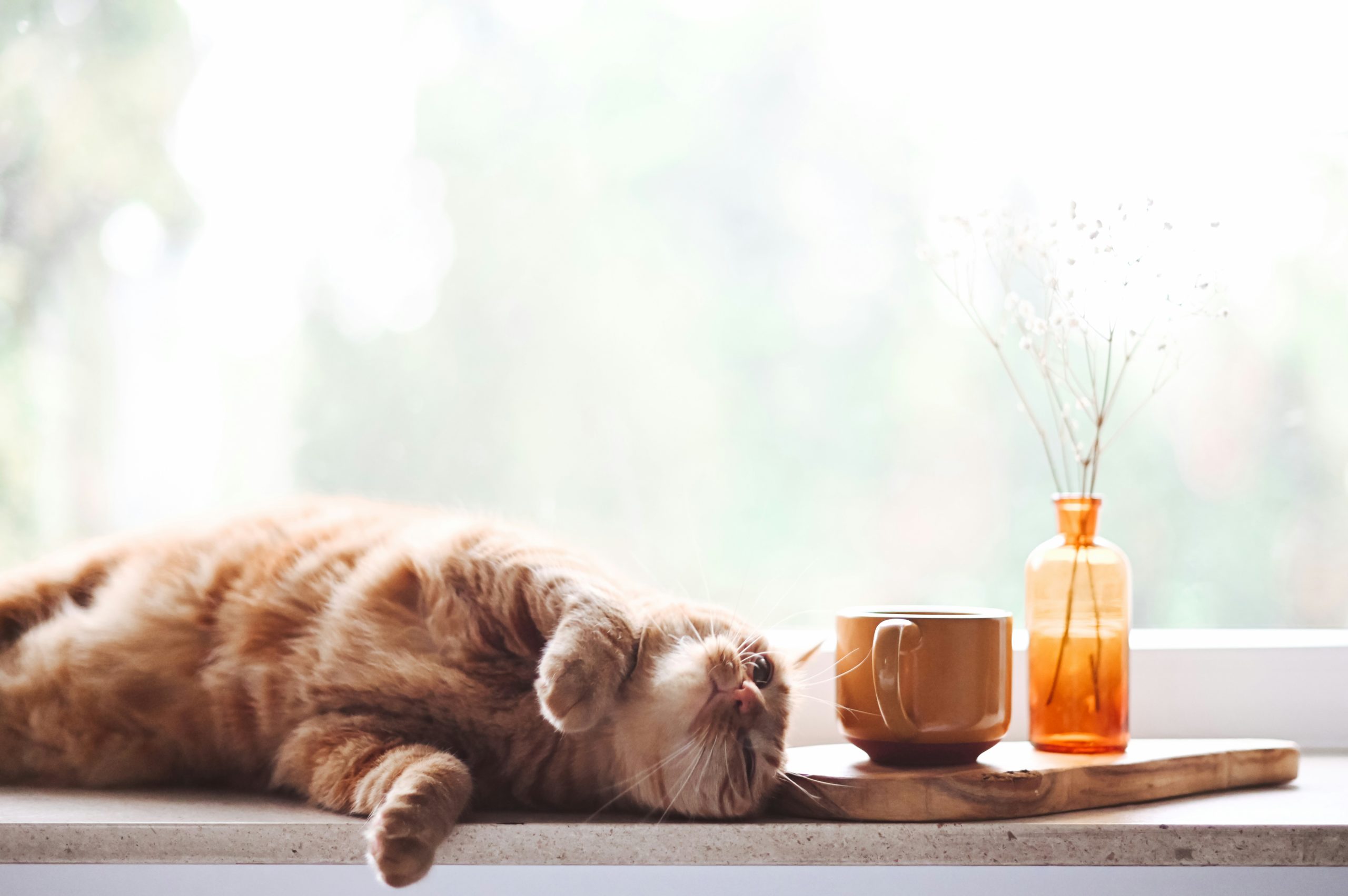 Mobile Katzenbetreuung, mobiler Katzenservice, Tierbetreuung Nürnberg, Eckental, Igensdorf, Gräfenberg, Heroldsberg Mobile Katzenbetreuung, mobiler Katzenservice, Tierbetreuung Nürnberg, Eckental, Igensdorf, Gräfenberg, Heroldsberg