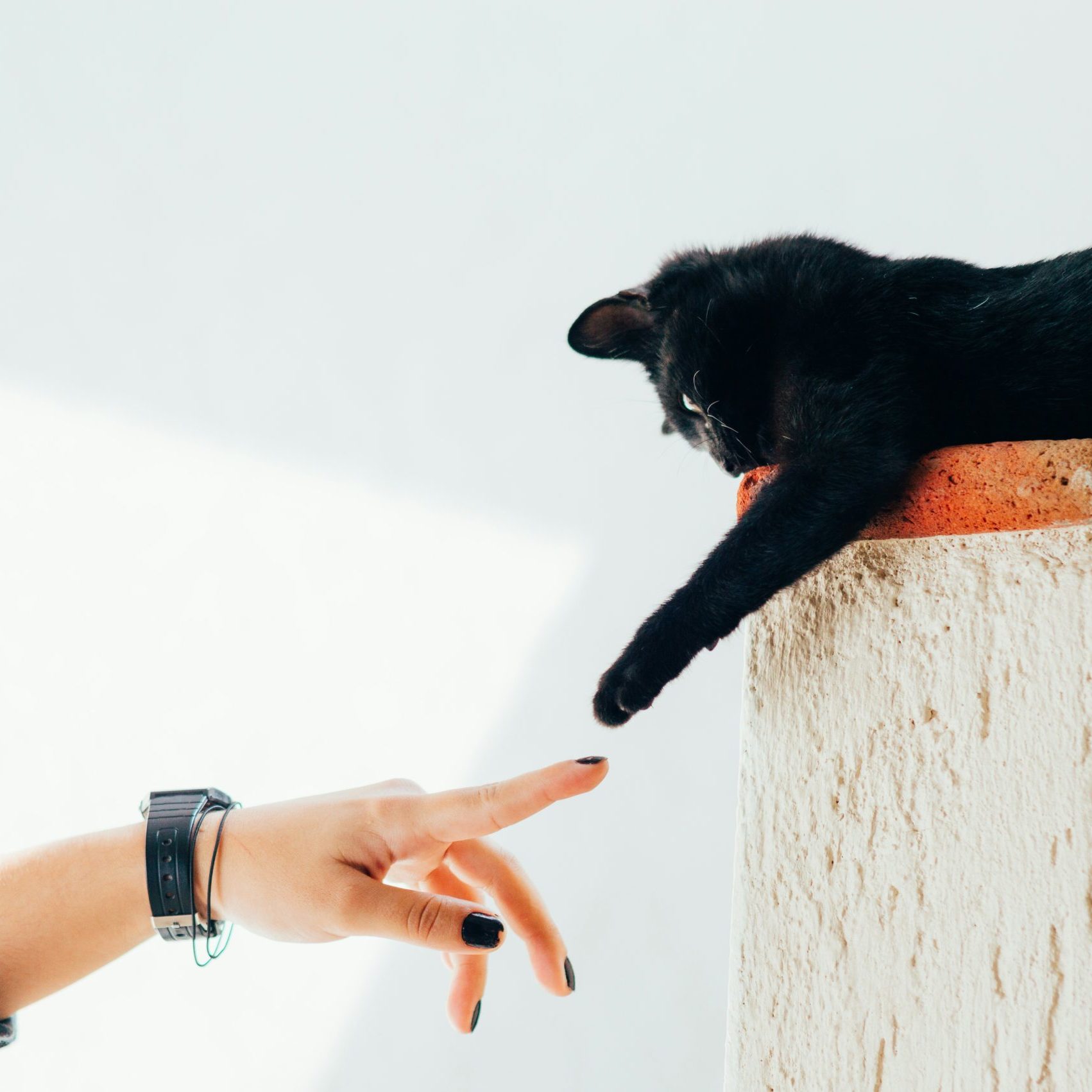 Mobile Katzenbetreuung, mobiler Katzenservice, Tierbetreuung Nürnberg, Eckental, Igensdorf, Gräfenberg, Heroldsberg Mobile Katzenbetreuung, mobiler Katzenservice, Tierbetreuung Nürnberg, Eckental, Igensdorf, Gräfenberg, Heroldsberg