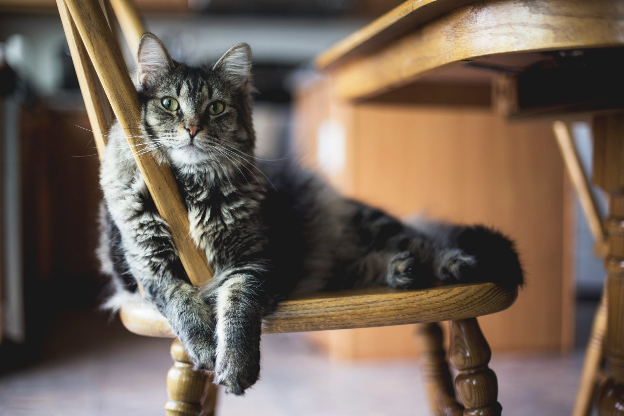 Mobile Katzenbetreuung, mobiler Katzenservice, Tierbetreuung Nürnberg, Eckental, Igensdorf, Gräfenberg, Heroldsberg
