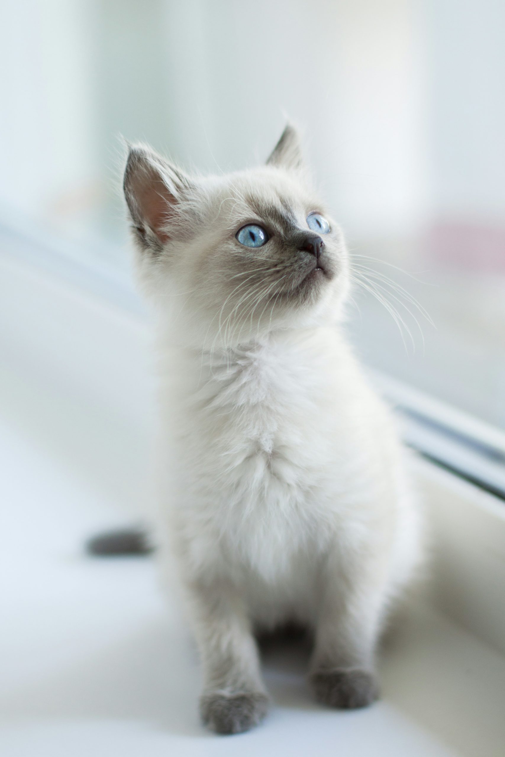 Mobile Katzenbetreuung, mobiler Katzenservice, Tierbetreuung Nürnberg, Eckental, Igensdorf, Gräfenberg, Heroldsberg