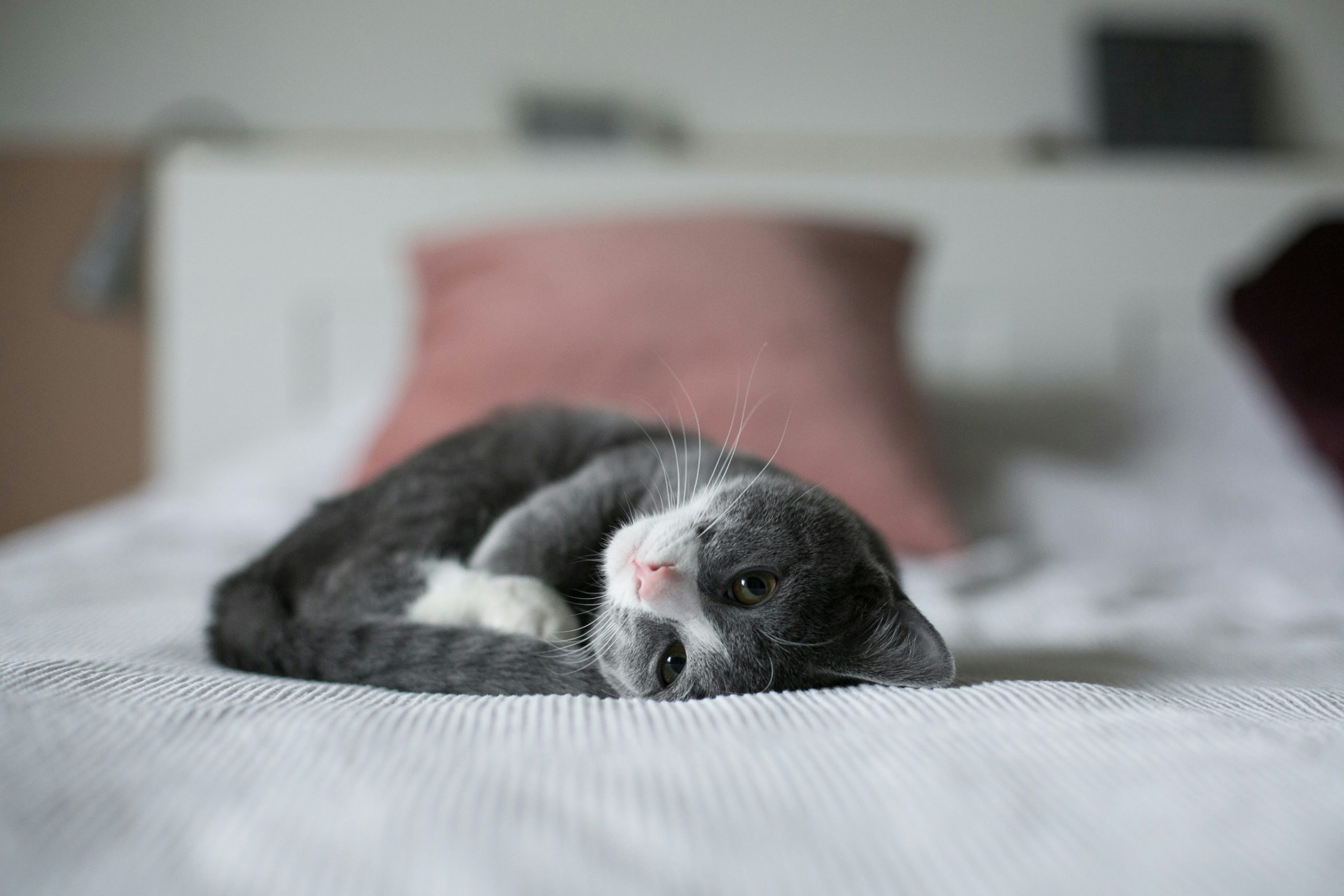 Mobile Katzenbetreuung, mobiler Katzenservice, Tierbetreuung Nürnberg, Eckental, Igensdorf, Gräfenberg, Heroldsberg