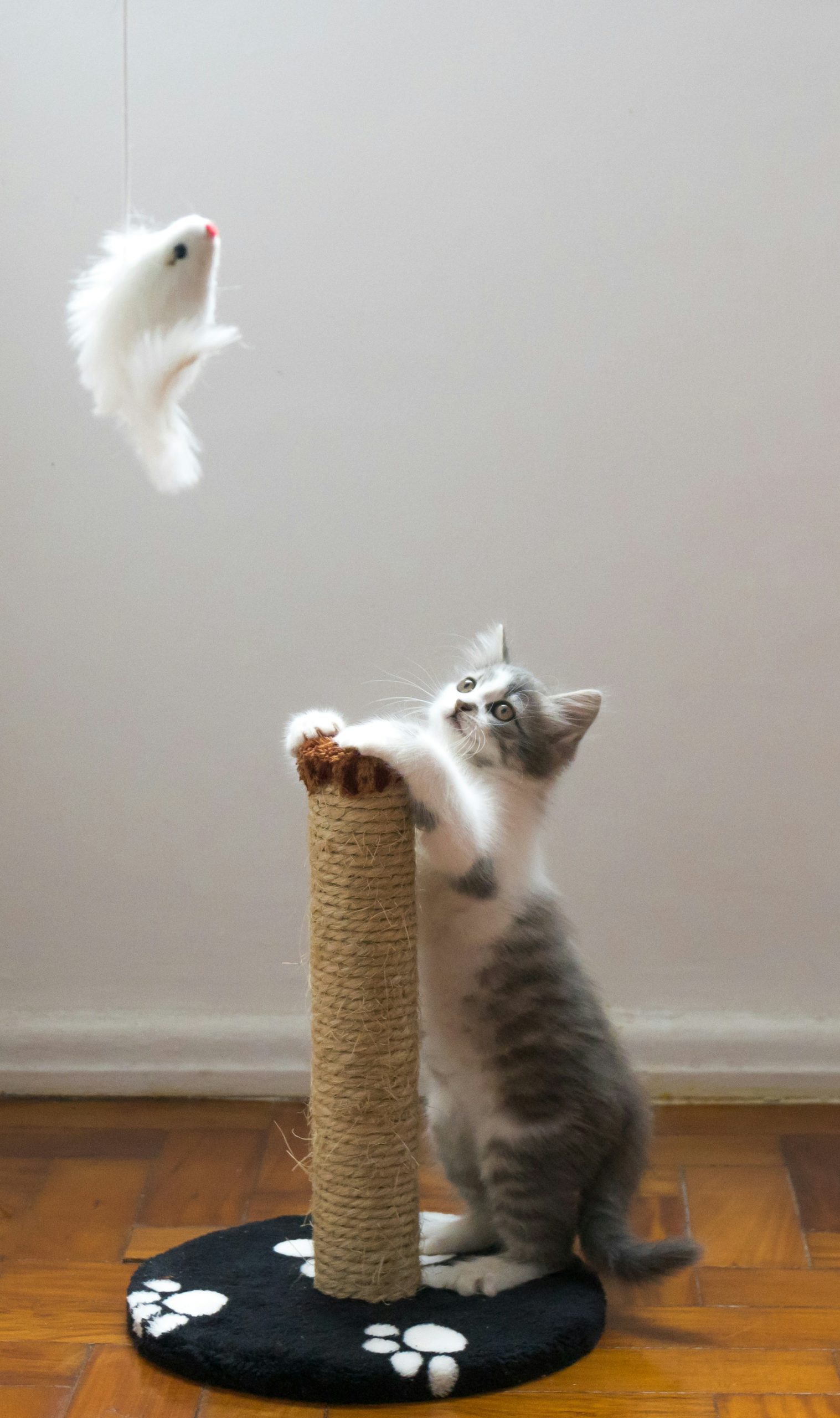 Mobile Katzenbetreuung, mobiler Katzenservice, Tierbetreuung Nürnberg, Eckental, Igensdorf, Gräfenberg, Heroldsberg