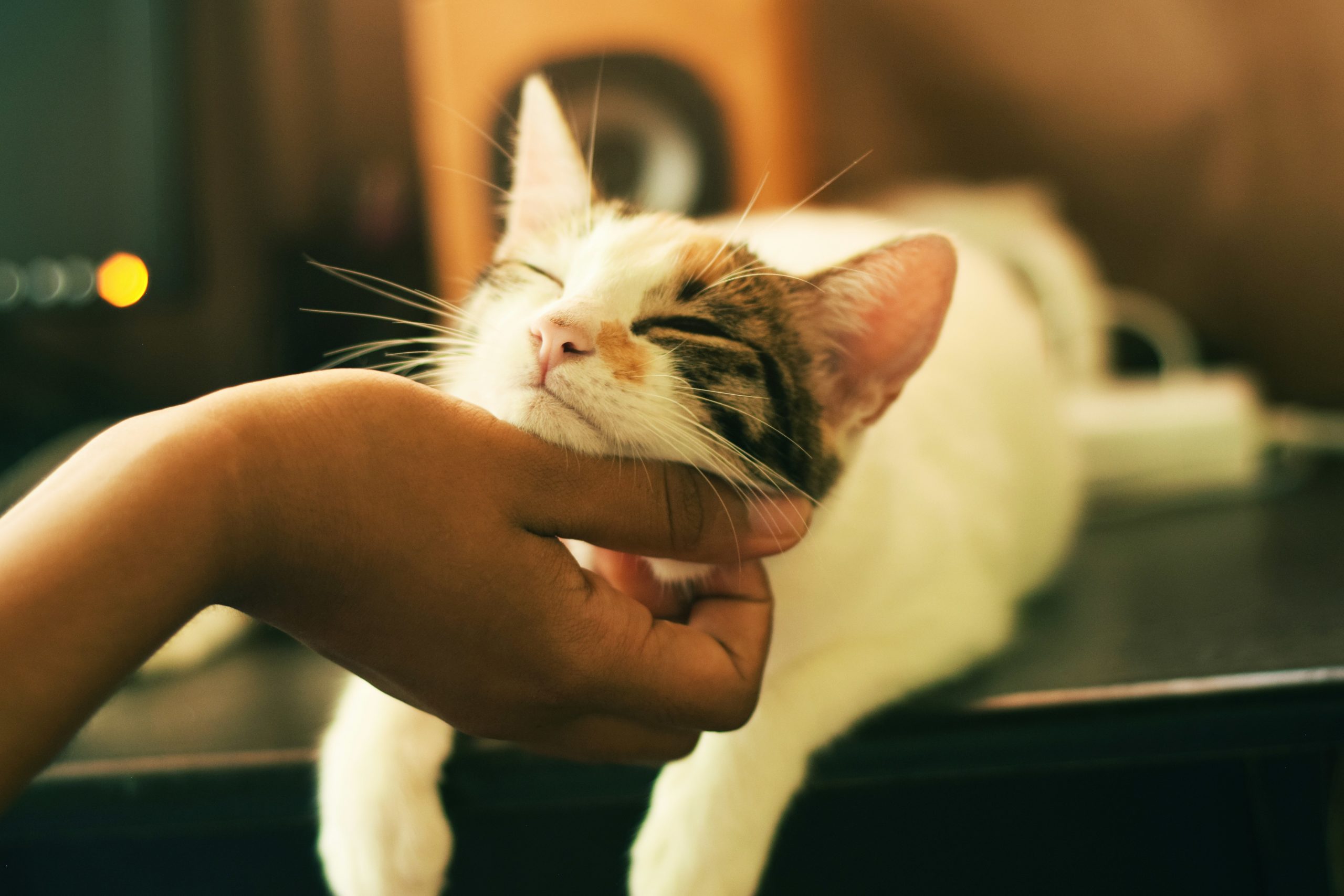 Mobile Katzenbetreuung, mobiler Katzenservice, Tierbetreuung Nürnberg, Eckental, Igensdorf, Gräfenberg, Heroldsberg